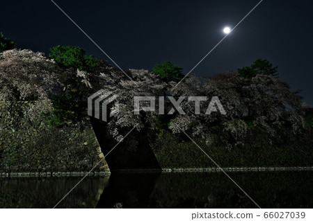 Cherry blossoms at night and Nagoya castle and moon Cherry blossoms at night and Nagoya castle and moon 66027039