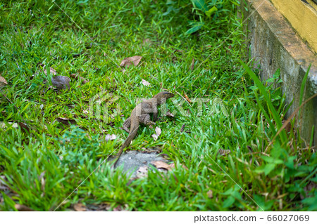 Komodo lizard walks on the lawn in the park 66027069