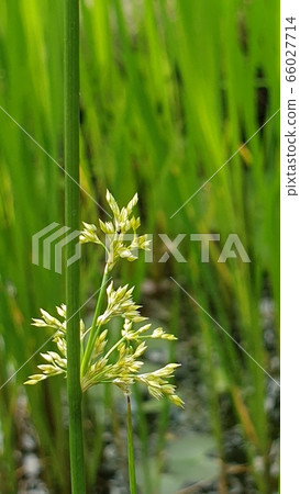 Flower Flower 66027714