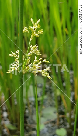 Flower Flower 66027715