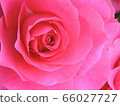 rose	 66027727