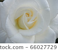 rose	 66027729
