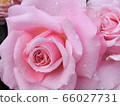rose	 66027731