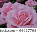 rose	 66027768