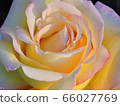 rose	 66027769