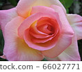 rose	 66027771