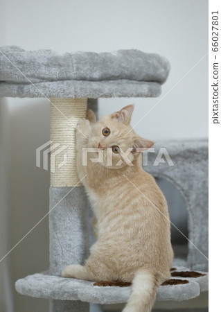 Short Leg Munchkin (5) 66027801