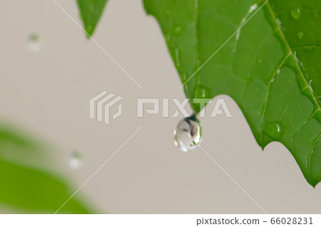 Bitter gourd Bitter gourd 66028231