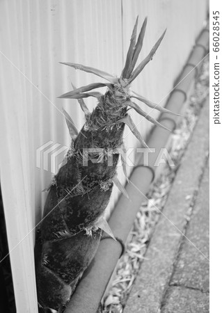 Do guts bamboo shoots, lose and collect, this environment, do your best, bamboo shoots Do guts bamboo shoots, lose and collect, this environment, do your best, bamboo shoots 66028545