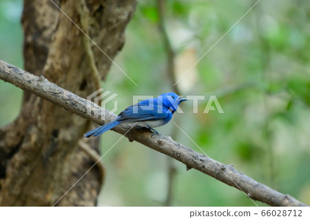 Bird catching black insects Perched on a branch in 66028712