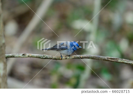 Bird catching black insects Perched on a branch in 66028715