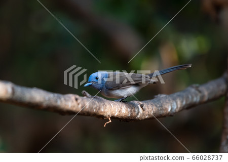 Bird catching black insects Perched on a branch in Bird catching black insects Perched on a branch in 66028737