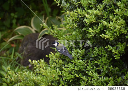 Great tit 66028886