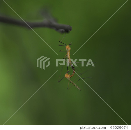 Crane flies, Tipulidae, mating on a tree branch in front of a green background Crane flies, Tipulidae, mating on a tree branch in front of a green background 66029074