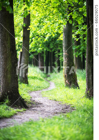 Path in the spring park Path in the spring park 66029075