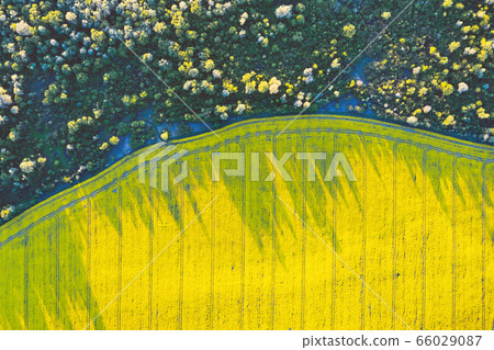Aerial drone top view of yellow blooming field 66029087