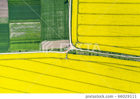 Aerial drone top view of yellow blooming field Aerial drone top view of yellow blooming field 66029111