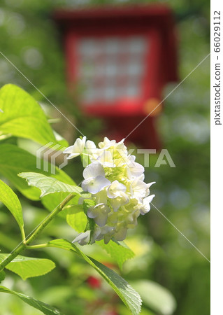 Arao City Yozan Shrine Hydrangea, Arao City Yozan Shrine Hydrangea, 66029112