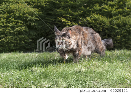 Big Maine Coon cat hunting in the summer garden. 66029131