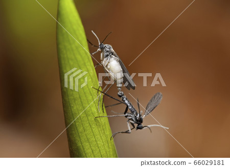 Gnats mating on a leaf in front of red background Gnats mating on a leaf in front of red background 66029181