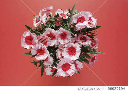 從紅色背景的頂視圖採取的桃紅色桃紅色石竹花 從紅色背景的頂視圖採取的桃紅色桃紅色石竹花 66029194