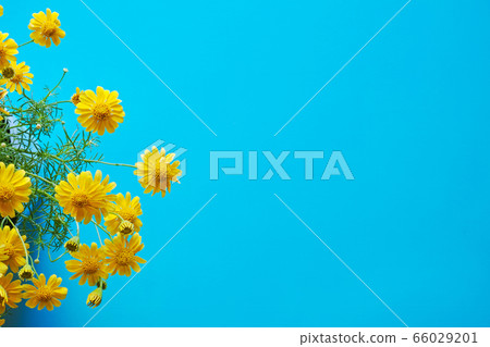Overlooking yellow Dahlberg daisy flower with copy space on blue background 66029201