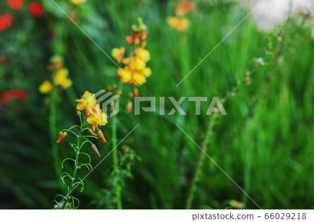 A flower that seems to be Hana aloe with a prominent yellow color on the orange background of the green grassland 66029218