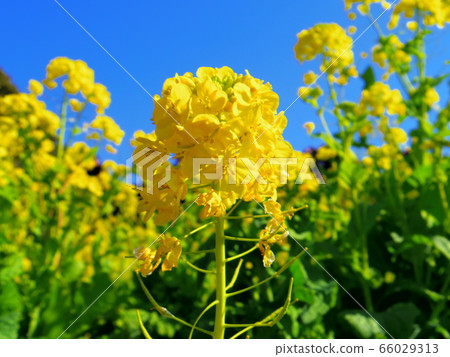 油菜花和藍天 油菜花和藍天 66029313