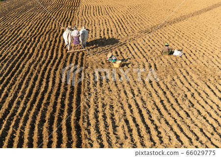 緬甸農業 緬甸農業 66029775