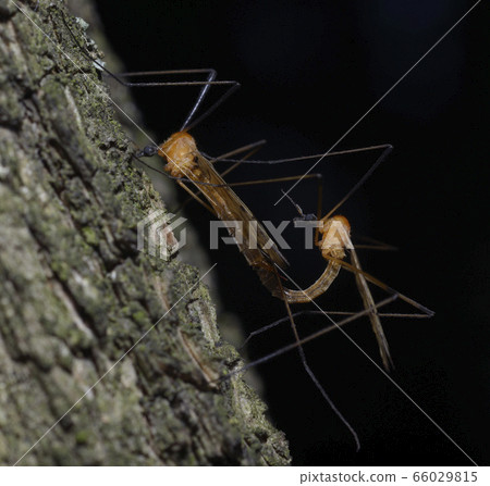 Crane flies, Tipulidae, mating on a tree trunk in front of black background 66029815