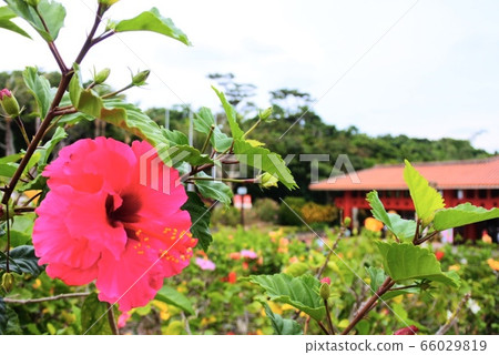 Hibiscus Hibiscus 66029819