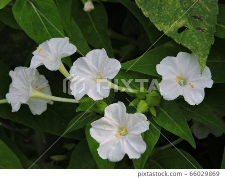 Osloi burner 66029869