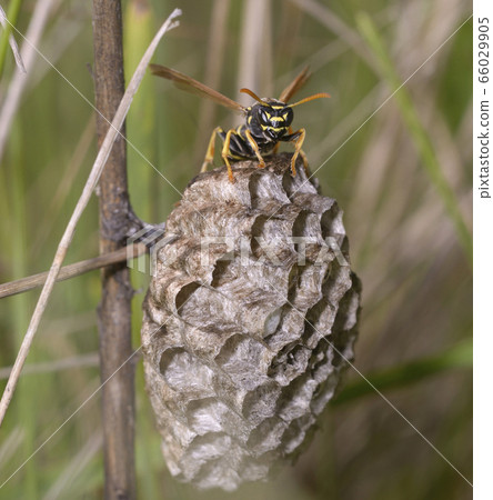 Wasp guarding its nest combs offspring Wasp guarding its nest combs offspring 66029905