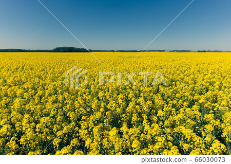 Yellow field and blue sky in summer Yellow field and blue sky in summer 66030073