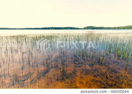 Reed grows aground lake in spring 66030084