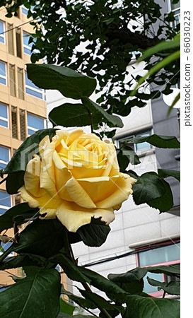 Splendor Splendor 66030223