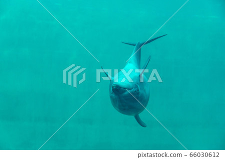 Dolphin show upside down swimming in aquarium 66030612