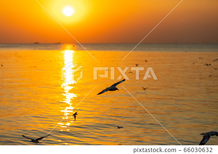 Landscape view of seagulls in sunset at Bang Pu Landscape view of seagulls in sunset at Bang Pu 66030632