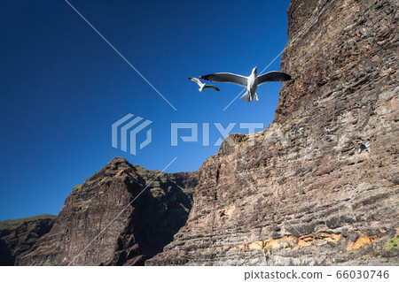 Seagull at Los Gigantes Cliffs in Tenerife Seagull at Los Gigantes Cliffs in Tenerife 66030746