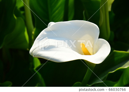 Color bloom White color Chaoyang shining color Color bloom White color Chaoyang shining color 66030766