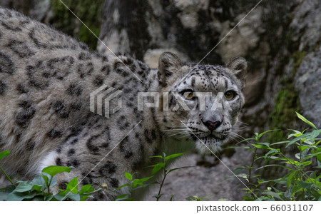 雪豹 雪豹 66031107