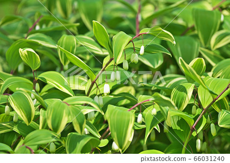 白色Amadoro花 66031240