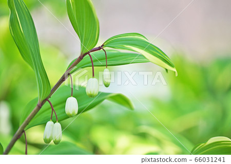 白色Amadoro花 白色Amadoro花 66031241