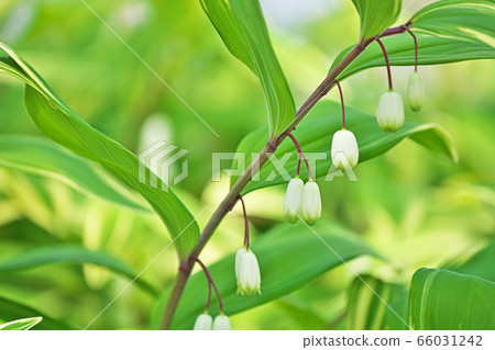 白色Amadoro花 白色Amadoro花 66031242