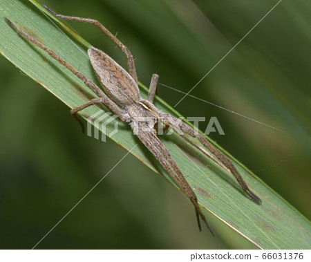 nursery web spider sitting on a blade of grass nursery web spider sitting on a blade of grass 66031376