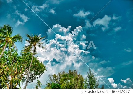 Giant stunning coconut palm tree with coconuts on it under the beautiful bright blue sky with cirrus clouds Giant stunning coconut palm tree with coconuts on it under the beautiful bright blue sky with cirrus clouds 66032097