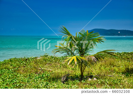 Small palm tree under the blue sky on the shores of the sandy beautiful exotic and stunning Cenang beach in Langkawi island, in Malaysia 66032108