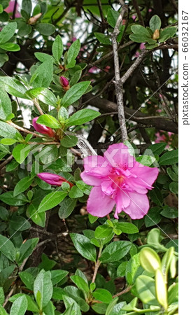 杜鵑花 杜鵑花 66032167