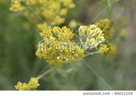 Italian everlasting flowers Italian everlasting flowers 66032204