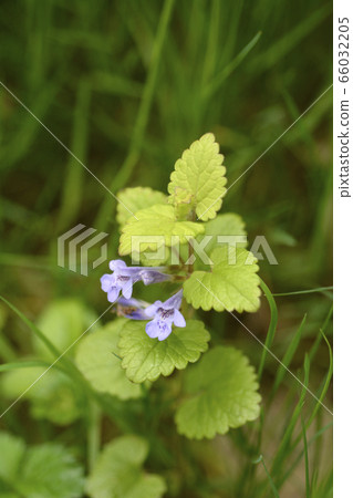 Ground-ivy 66032205